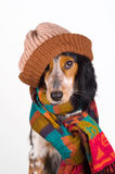 portrait-cute-dog-hat-7394863